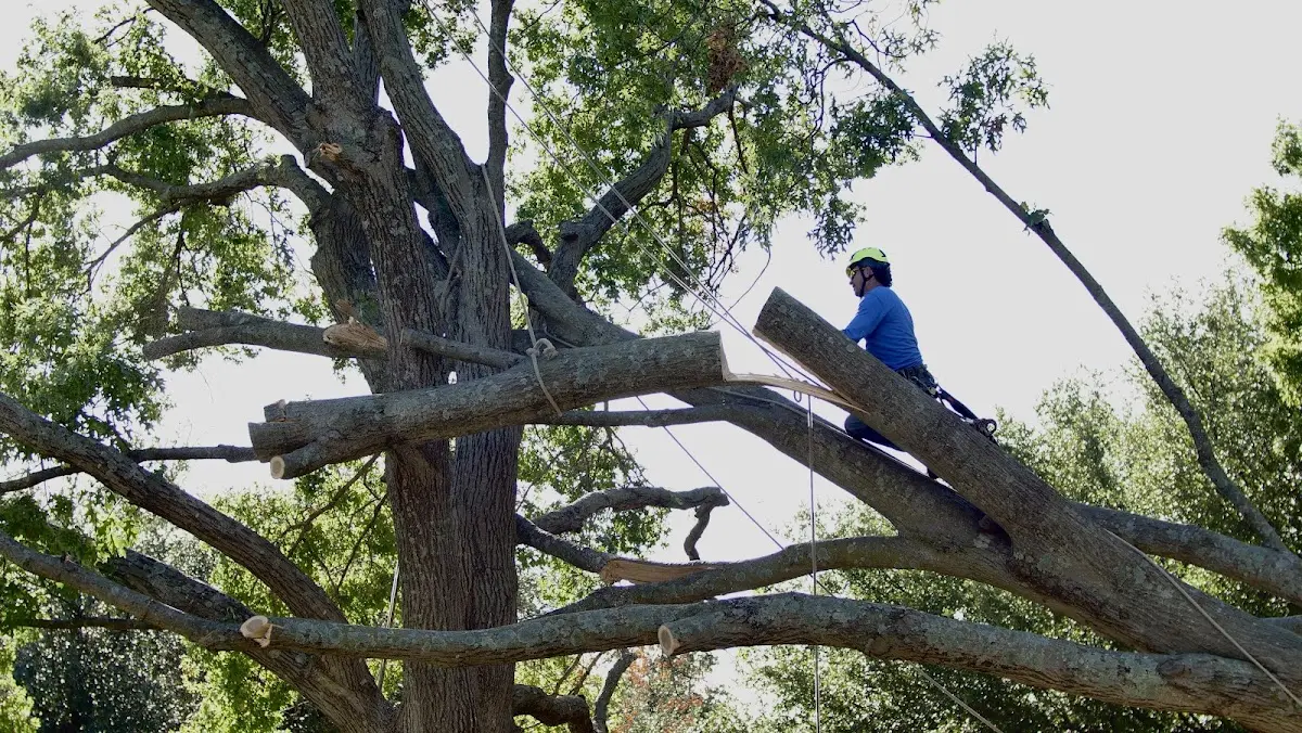 Professional Hazardous Tree Removal performed by certified arborists in Butterfield