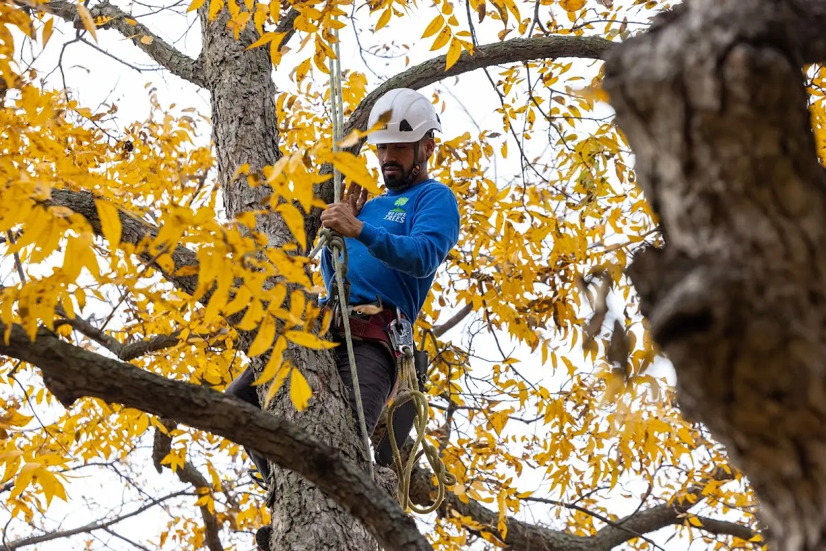 Skilled Tree Trimming crew working in Butterfield